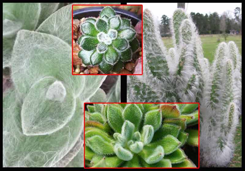 cactus y suculentas con pelos para capturar y absorber el rocío. cactus vs suculentas