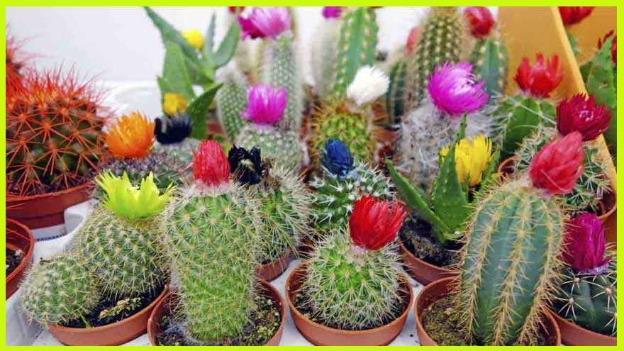 cactus y suculentas con flores-como cuidar un cactus-cactus cuidados-suculentas cuidados y riego- cactus chiquitos- cactus enanos - cactus en floracion