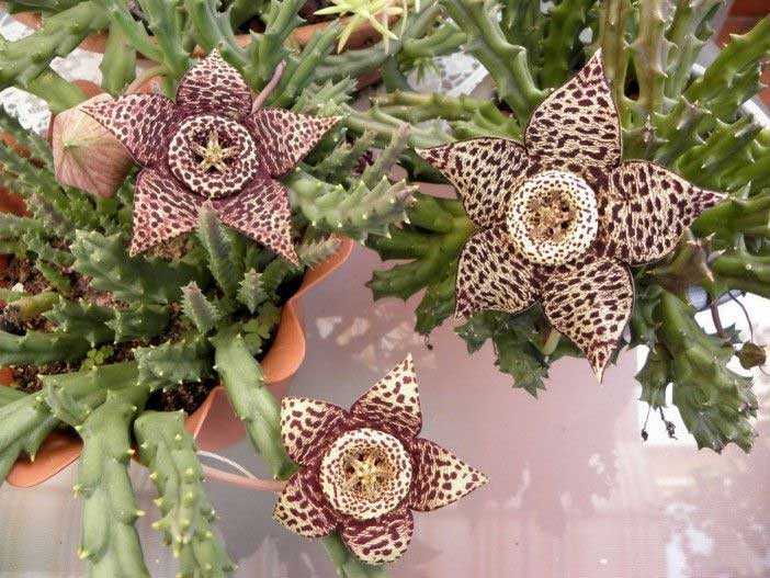 carnosa de flor marron-cactus-suculenta