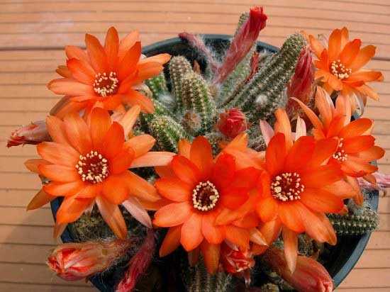 cactus y suculentas - cactus Leuchtenbergia principis-origen méxico- cactus y suculentas con flores