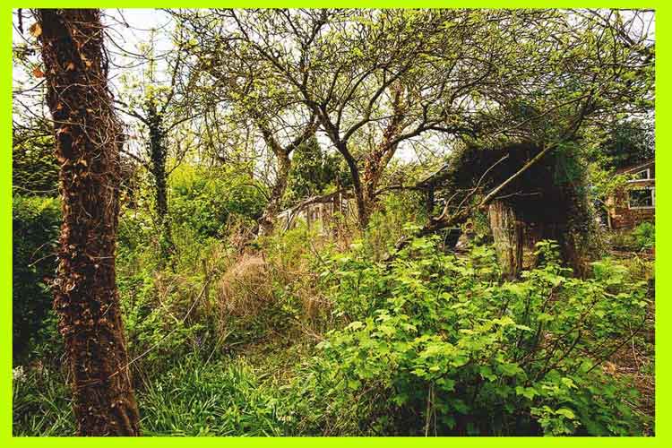 Como arreglar un Jardin- jardin abandonado-descuidado-destruido-invadido de malezas-reciclar