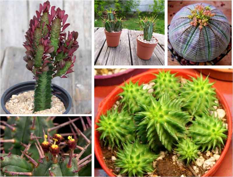 cactus y suculentas en la decoración del jardín- estilos-macetas-ubicación-colores-con espinas-sin espinas-de flores- crasas-carnosas
