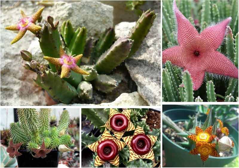 cactus y suculentas con flores- suculentas versus catus - crasas y suculentas- crasas con flor- suculentas que dan flores
