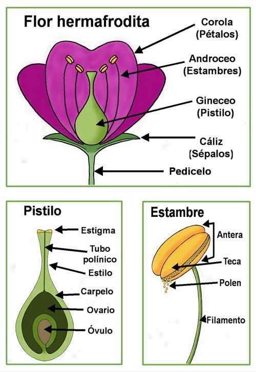 flor hermafrodita