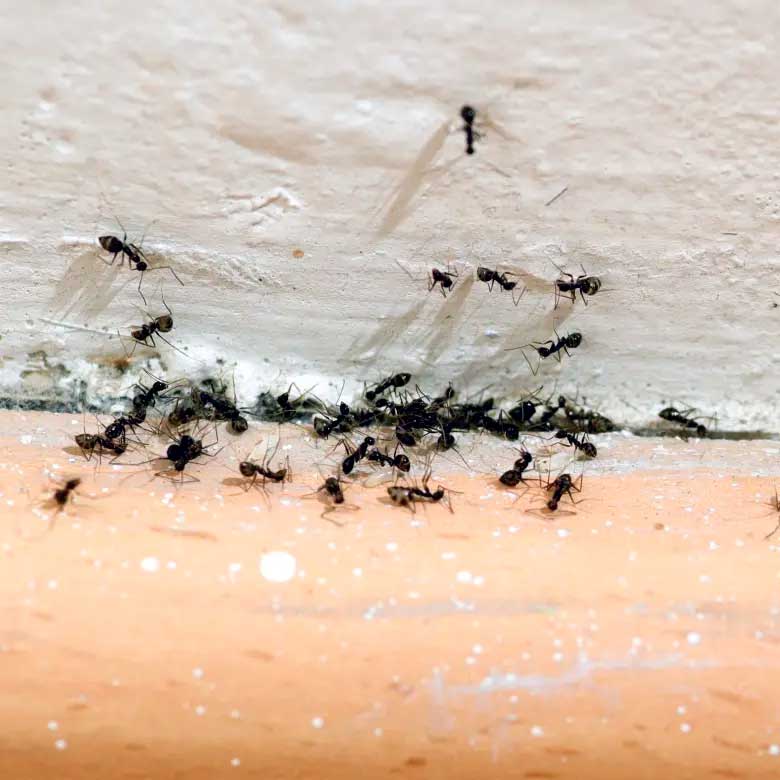 presencia de Hormigas Negras en la Casa -invación de hormigas en la casa