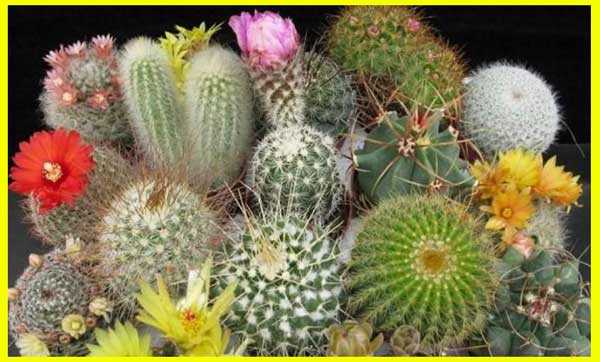 cactus y suculentas - cactus y suculentas con flores - cactus varios en decoración de interiores