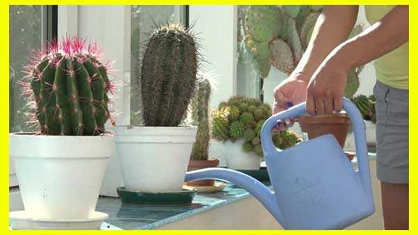 riego de cactus y suculentas-con regadera plástica-en macetas con contenedores de agua
