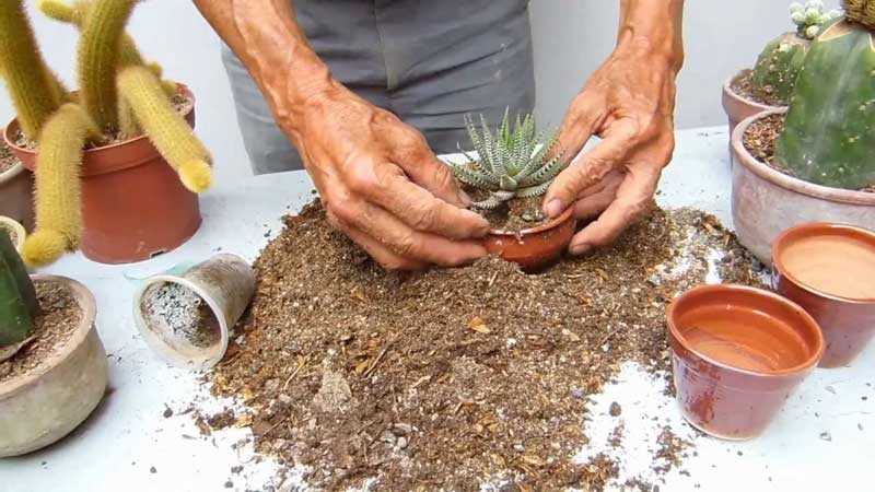 como cuidar cactus y suculentas - sustrato preparado