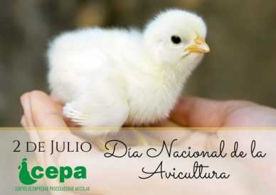 2 de julio Día de la Avicultura pollito bb bebé cepa dia nacional de la avicultura 2 de julio Día de la Avicultura