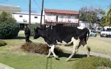 VACA SUELTA en CRESPO