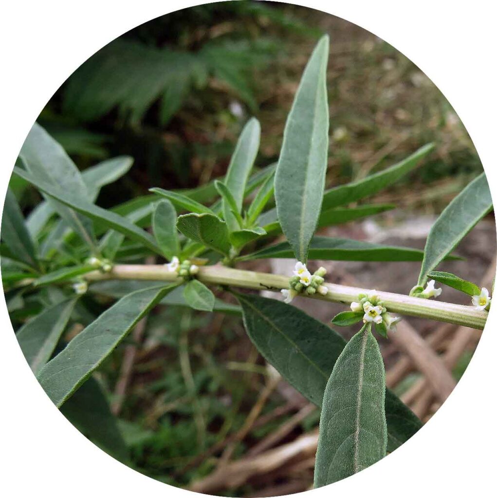 Planta de Burrito-burro-Burrito-Aloysia polystachya-poleo-hierba de burro