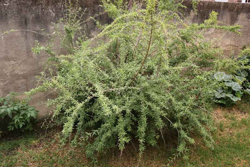 espacio que ocupa una planta de burro-Aloysia polystachya