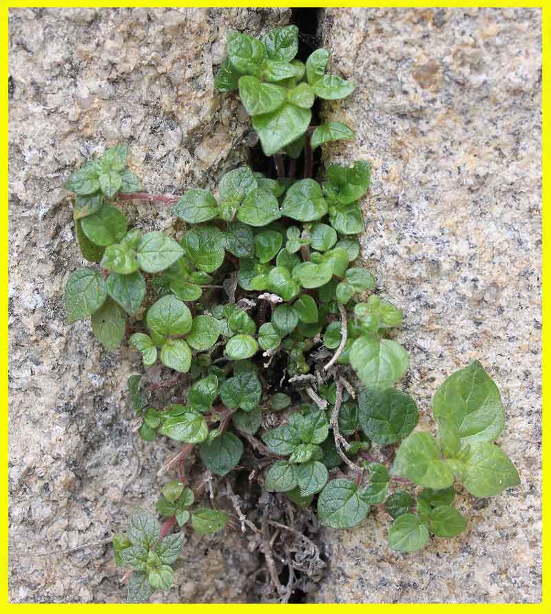 como es la hoja de buscapina-Conoce cuál es la planta de buscapina y sus usos y propiedades terapeúticas.