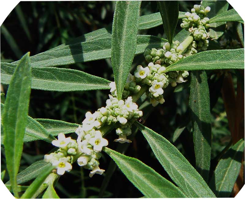 flores de la planta de burro, Aloysia polystachya-burrito planta flor