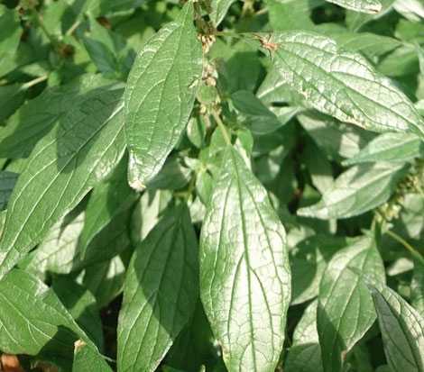 Conoce cuál es la planta de buscapina y sus usos y propiedades terapeúticas