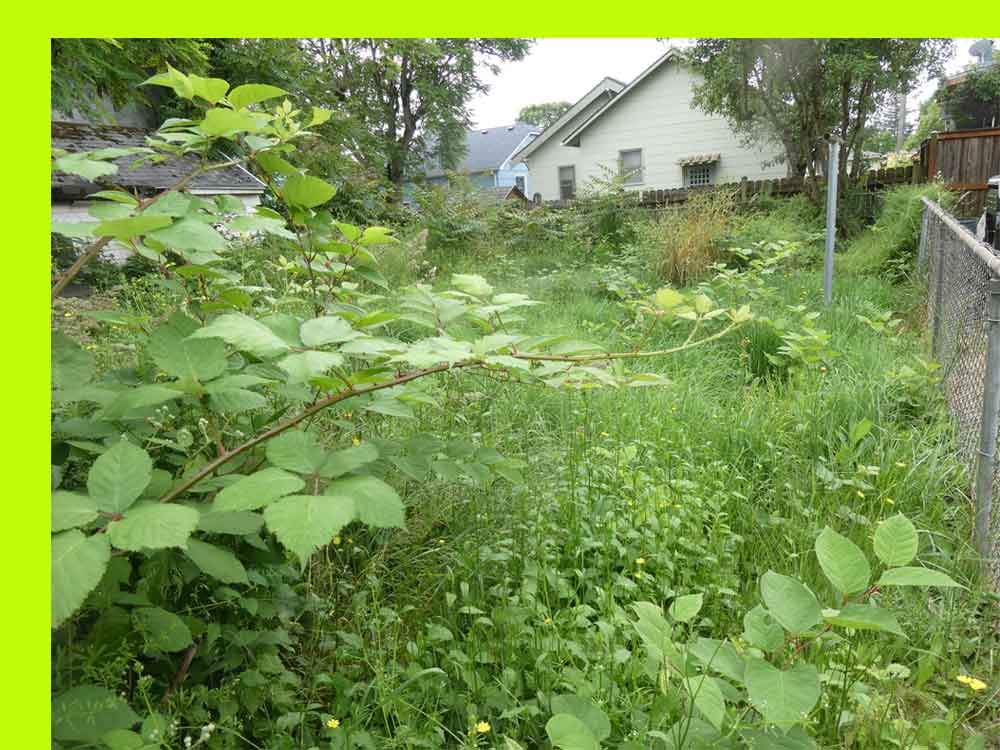 Cómo revitalizar, reavivar y arreglar un jardín descuidado y olvidado