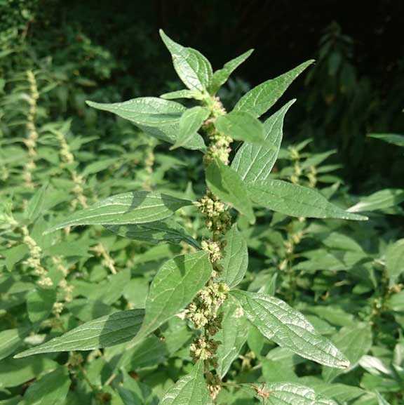 PLANTA de la BUSCAPINA