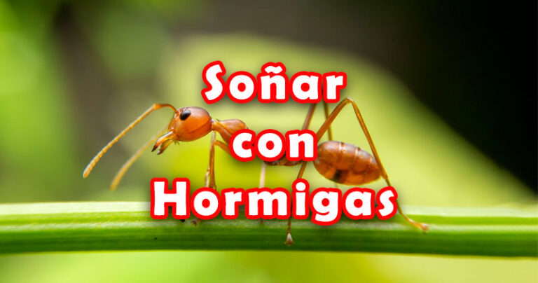 soñar con hormigas y sus significados según las costumbres populares